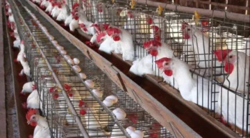 توسع الأسواق قريباً.. اتحاد الدواجن يعلن تطوير المجازر والمبيعات